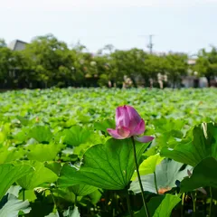 高田城址公園2025夏